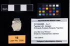 Foto (Objekt + Etikett) von Paguridae indet.  (NHMW-GEO-2017-0093-0020)
